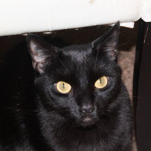 Meet your Posher, Mary